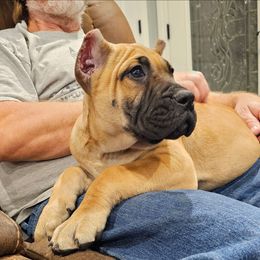 Orange Collar - Fawn female Perro de Presa Canario puppy in Pocahontas, Illinois from Cabeza Grande Kennel