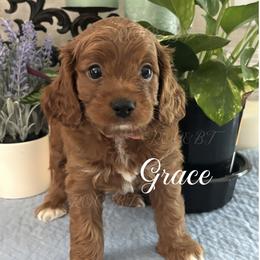 Grace - Red female Cavapoo puppy in Grove, Oklahoma from Rocky Oak Cavaliers & Biewer Terriers LLC