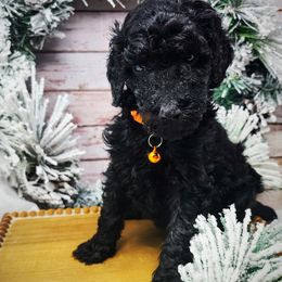 1st pick Orange Collar Girl - Poodle puppy in Selinsgrove, Pennsylvania from Poodle Paws and Puppies