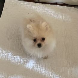 Pomeranian Puppies from Tammy Schell