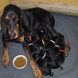 Orange Collar - Black and tan male Black and Tan Coonhound puppy in Ephraim, Utah from Wanderlust Coonhounds