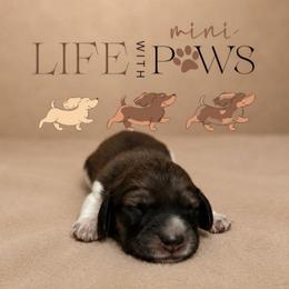 Rumi - Cream female Dachshund puppy in Palm Bay, Florida from Life With Mini Paws