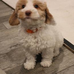 Ozzy - Caramel cream male Australian Labradoodle puppy in Provo, Utah from EllsWORTH Labradoodles LLC