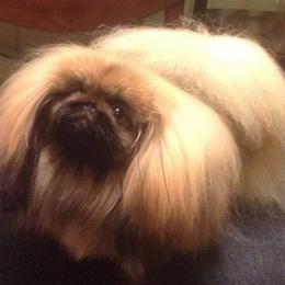Pekingese from Brey Pekingese