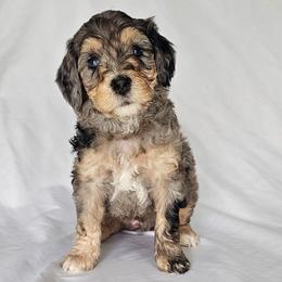 Comet - Blue merle male Bernedoodle puppy in Glenford, Ohio from Mi-De Doodles