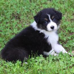 Bethel - Black tri-color female Australian Shepherd puppy in Kansas, Oklahoma from Windy G Farm