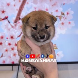 AIRO - Red male Shiba Inu puppy in Minnesota from BonsaiShibas