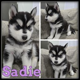 Sadie - Black and white female Siberian Husky puppy in Wheeler, Michigan from Haase Family Kennels