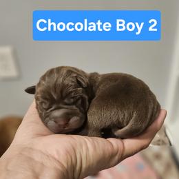 Chocolate Boy 2 - Chocolate dilute male Chinese Shar-Pei puppy in Blossvale, New York from CNY Shar Peis