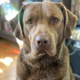 Chesapeake Bay Retrievers from Ghost Dog Chesapeakes