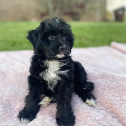 Aussiedoodle, Bernedoodle, and Poodle Puppies from Sis' Doodles & Poodles