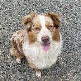 Moose - Australian Shepherd