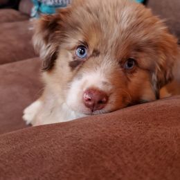 Miniature American Shepherd Puppies from Sterling Acres