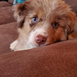 Miniature American Shepherd Puppies from Sterling Acres