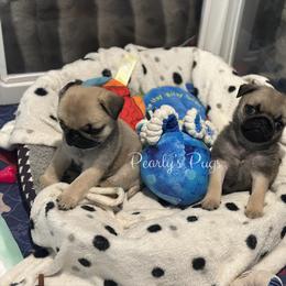 Casey-Ray - Fawn male Pug puppy in Summerville, Georgia from Pearly’s Pugs & Pollywog Poodles