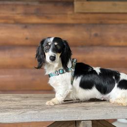 Jazzy - Dachshund
