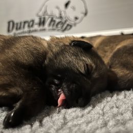 German Shepherd Puppies from Kyon Kennel LLC