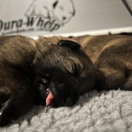 German Shepherd Puppies from Kyon Kennel LLC