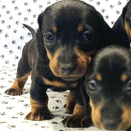 Dachshunds and Shih Tzus from Lil Smokey’s of New Mexico
