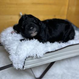 Noodle - White and black male Bordoodle puppy in Valley Center, California from Circle R Valley Bordoodls