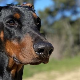 Doberman Pinschers from Vibranium Dobermans