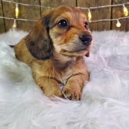 Cee-Cee - Red female Dachshund puppy in Mountain Grove, Missouri from Callaway Country Dachshunds