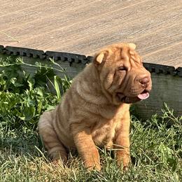 Chinese Shar-Pei Puppies from Blackwitch Farms