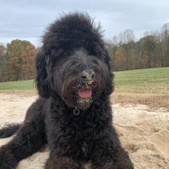 Cockapoos and Double Doodles from Cedar Creek Canines