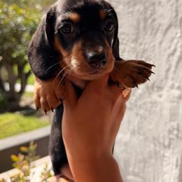 Black dapple boy - Dapple male Dachshund puppy in Lemon Grove, California from GMZ Doxies SD
