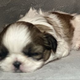 Darla - Tricolor Shih Tzu puppy in Central, California from Ling Ling’s Shih Tzu