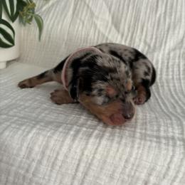 Butter Cup (light pink) - Dapple female Dachshund puppy in Eastland, Texas from Mavericks Mini Dachshunds