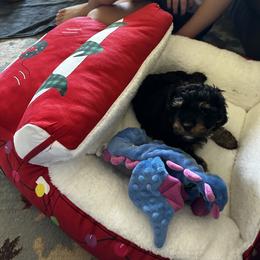 Cavalier King Charles Spaniel and Cavapoo Puppies from Hattie’s Texas Cavapoos