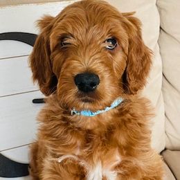 Boy 8 - Red  Goldendoodle puppy in Los Alamitos, California from Given Doodles