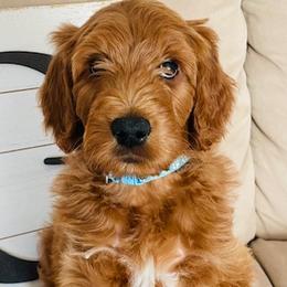 Boy 8 - Red  Goldendoodle puppy in Los Alamitos, California from Given Doodles