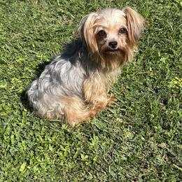 Folly - Yorkshire Terrier