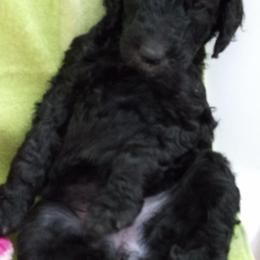 Poodle Puppies from Hickory Hills Poodles
