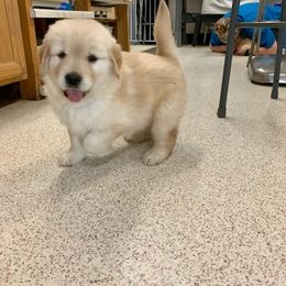 Golden Retriever Puppies from Glacier Goldens