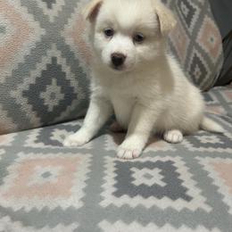 Girl 1 - White female Pomsky puppy in Harpers Ferry, West Virginia from Brandie Kelley