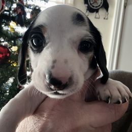Dachshund Puppies from Empire's Dachshunds