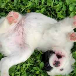 English Setter Puppies from English Setters of the Eyrie