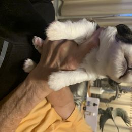 Cardigan Welsh Corgi Puppies from Luxe Cardigan Welsh Corgis