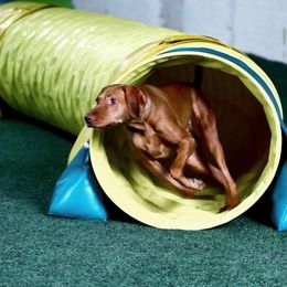 Vizsla All Grown Up from Encore Vizsla
