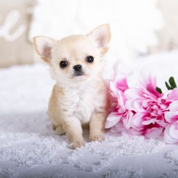 Sweet Pea - Cream and white female Chihuahua puppy in Orlando, Florida from Destiny Chihuahuas