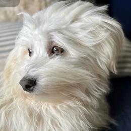 Felix - Havanese