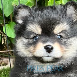 Moana - Black and white female Pomsky puppy in Littleton, Colorado from Pikes Peak Pomskies