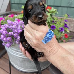 Boy 3 - Black and tan male Dachshund puppy in Gouverneur, New York from Dack Dachshunds