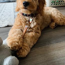 Bernedoodle and Goldendoodle Puppies from Dose of Doodles