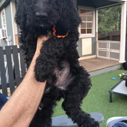 Pumpkin (orange boy) - Parti male Poodle puppy in Gainesville, Georgia from Rose’s Goldendoodles & Standard Poodles