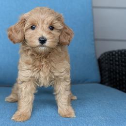 Green Boy - small mini straight-coated apricot - Red male Whoodle puppy in Kalispell, Montana from Countryman Whoodles