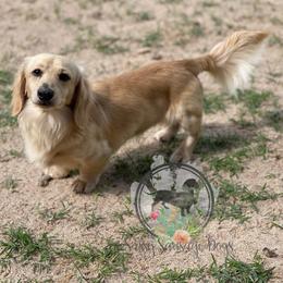 Louie - Dachshund